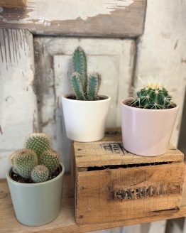 Cactus avec son cache pot assorti