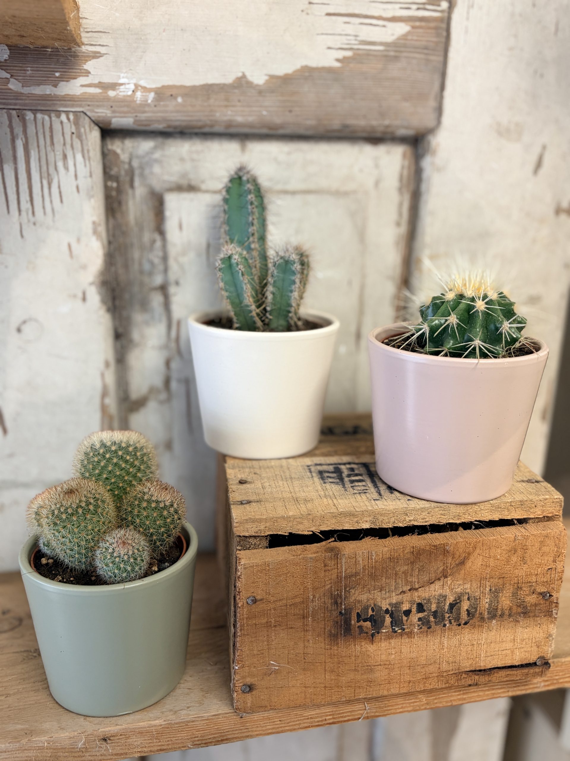 Cactus avec son cache pot assorti