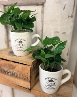 Caféier et sa tasse